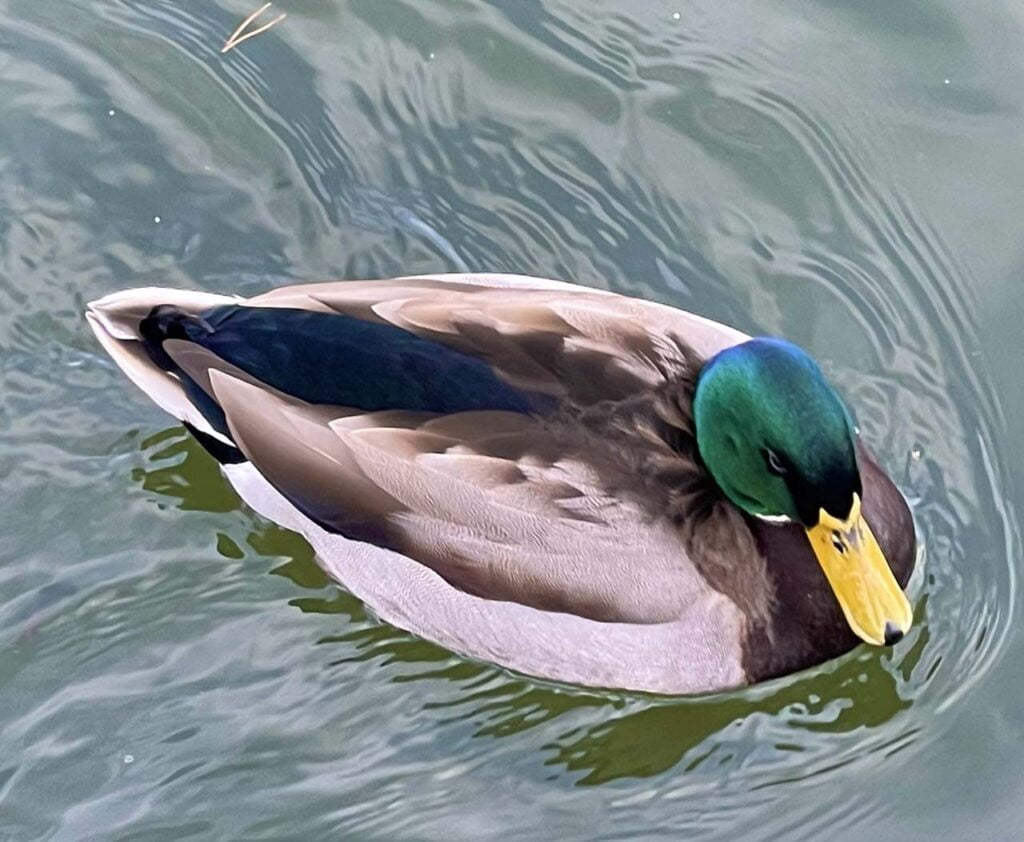 a duck swimming in a body of water